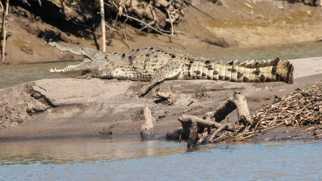 Crocodiles along a riverbank in Guanacaste Costa Rica