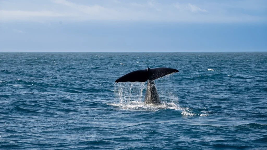 Whale spotted offshore during a Tamarindo Costa Rica boat tour